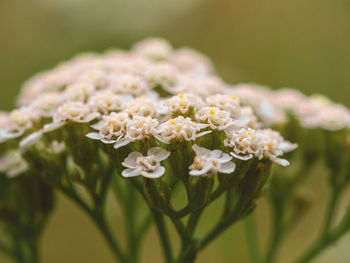 Close-up of white flowering plant