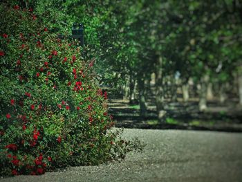 Plants growing on footpath