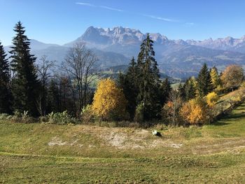 Scenic view of grassy field