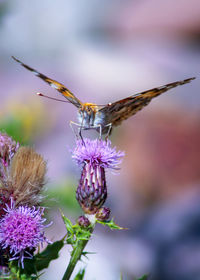 Close-up of butterfly on purple flower