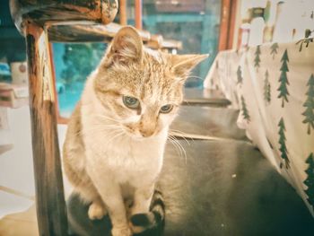 Cat sitting on window sill