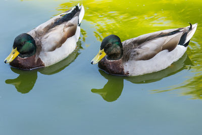 Two cute ducks are swimming in the lake