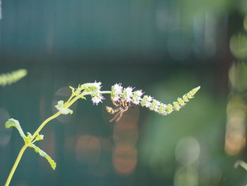 Close-up of white flowering plant