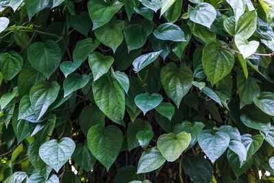 Close-up of green leaves