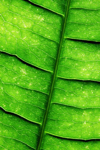 Macro shot of leaf