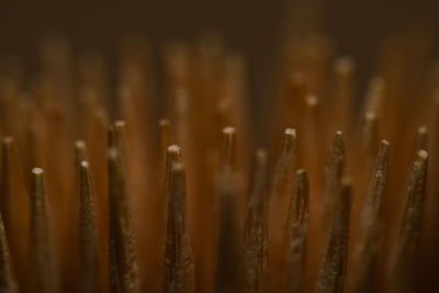 Close-up of toothpicks