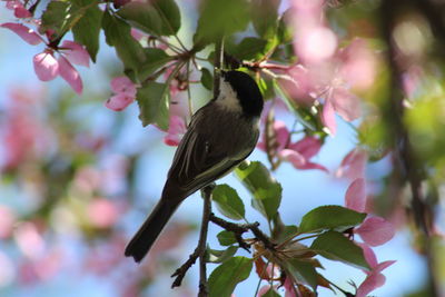 Bird perching on cherry blossom tree