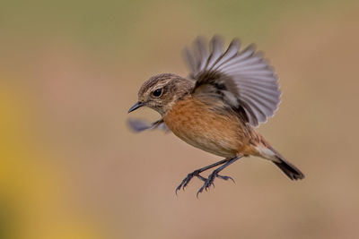 Close-up of bird