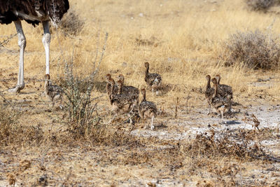 View of birds on dry grass