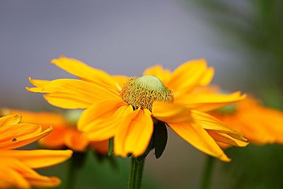 Close-up of insect on yellow flower