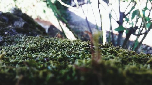 Close-up of moss on tree trunk