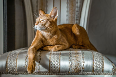 Red cat of abyssinian breed lies on chair in important pose. cose-up.