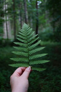 Close-up of pine tree