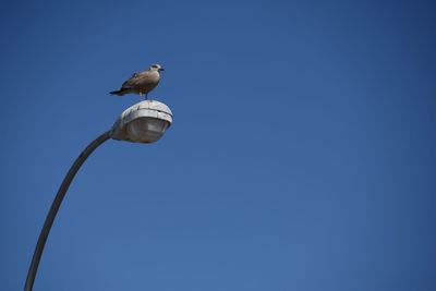 Low angle view of birds perched against clear blue sky