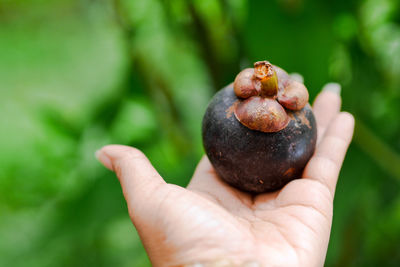 Close-up of hand holding apple