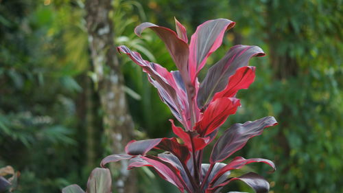 Close-up of red flowering plant