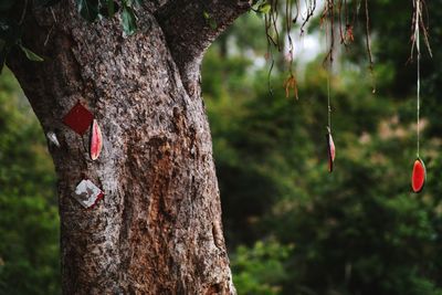 Close-up of butterfly on tree trunk