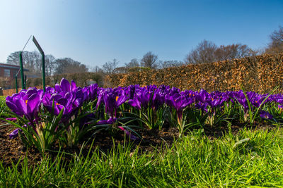 Purple crocus flowers growing on field