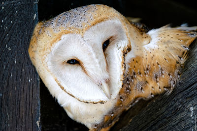 Close-up portrait of white owl