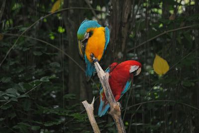 Close-up of parrot perching on tree