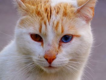 Close-up portrait of cat