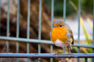 Close-up of bird perching on metal railing