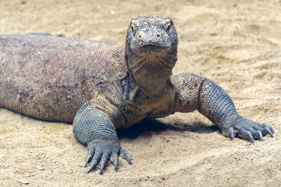 Close-up of turtle on field