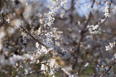 Close-up of cherry blossom tree