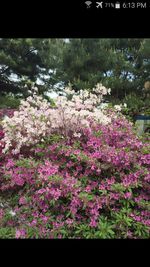 Pink flowers growing on tree