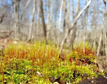Close-up of flowers growing in field