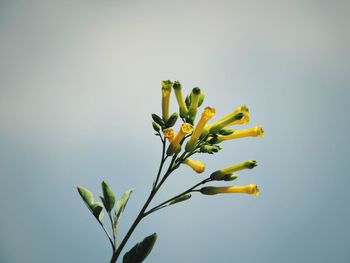 Close-up of plant against clear sky