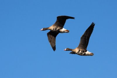 Low angle view of geese flying against clear blue sky