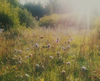 Yellow flowers growing in field