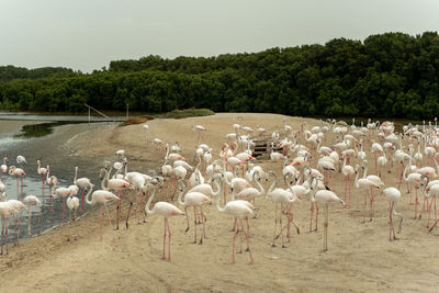 Flock of birds