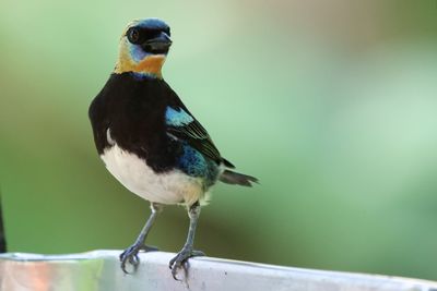 Close-up of bird perching