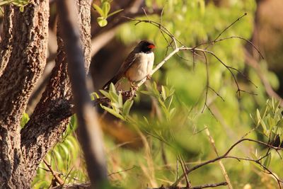 Bird perching on branch