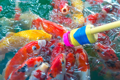 Baby bottle feeding koi carp in pond