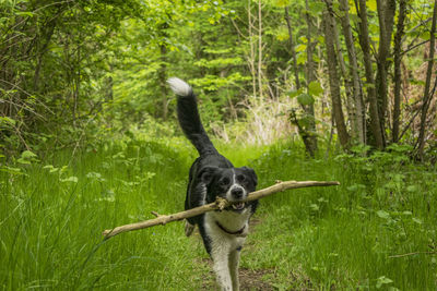 Dog running on grass