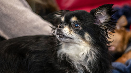 Close-up of dog looking away