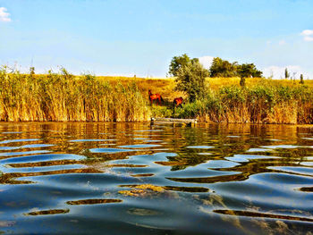 Reflection of trees in lake