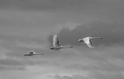 Birds flying against sky