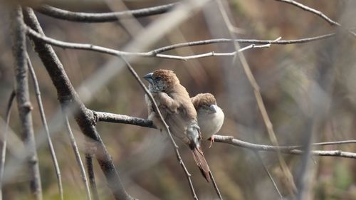 Bird perching on branch