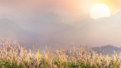 Plants growing on land against sky during sunset