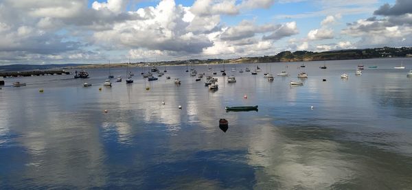 Flock of birds in sea