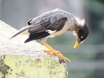 Close-up of bird eating