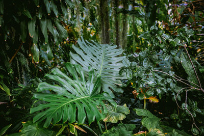 Close-up of fresh green plants