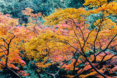 Low angle view of trees during autumn