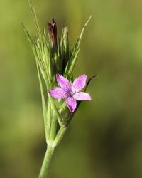 Close-up of purple flowering plant