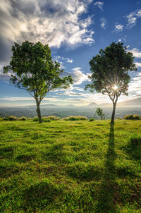 Trees on field against sky