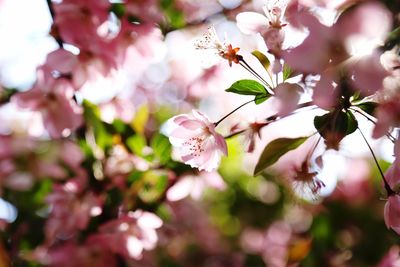 Close-up of pink flowers on tree